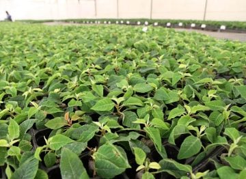 Higher success rate of rootings